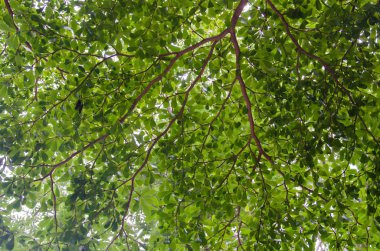 Yaprak ve dal arka plan