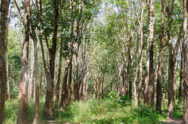 Ovucu Ağaç Bahçe고무 나무 정원