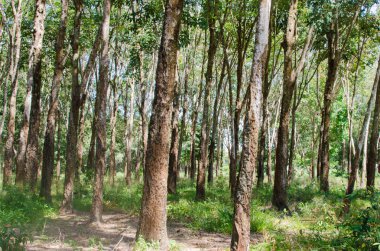 Ovucu Ağaç Bahçe고무 나무 정원