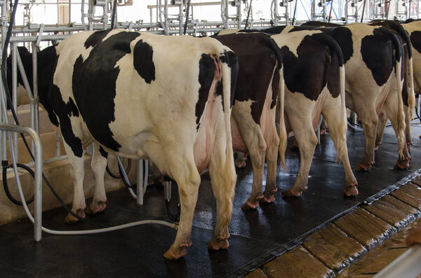 Dairy cows on the farm.