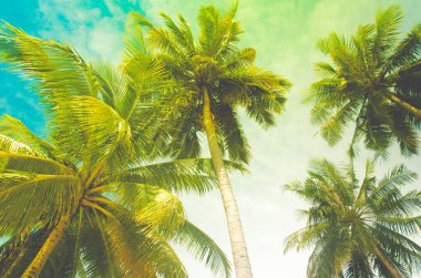 Hindistan cevizi ağacı Vintage