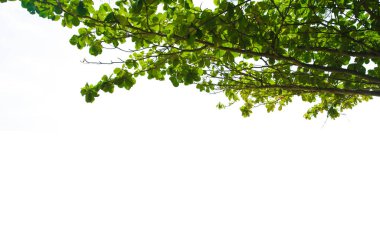 yaprakları beyaz arka plan