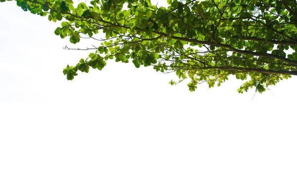 yaprakları beyaz arka plan