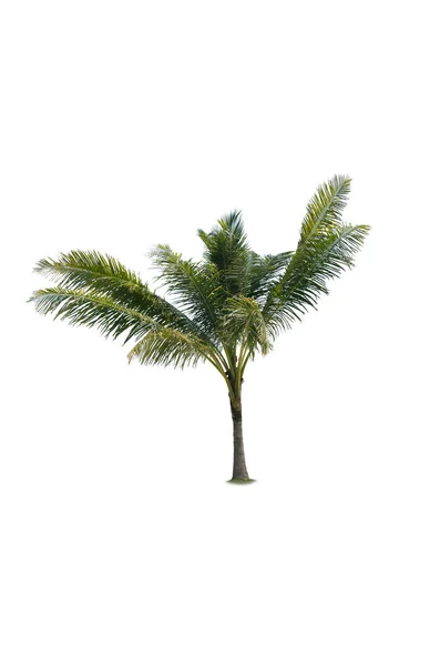 Palme sfondo bianco — Foto Stock