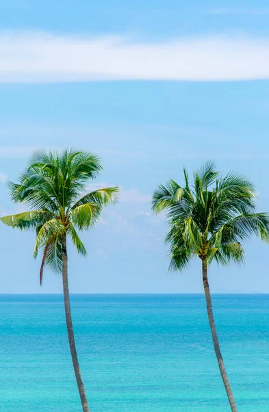 Две пальмы — стоковое фото