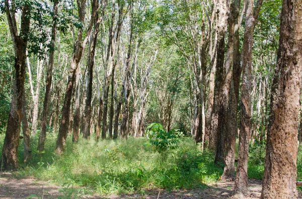 Ovucu Ağaç Bahçe고무 나무 정원