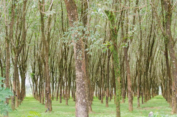 Ovucu Ağaç Bahçe고무 나무 정원