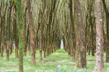 Ovucu Ağaç Bahçe고무 나무 정원