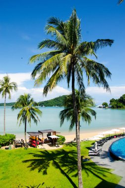 Mavi gökyüzü plams ağaç