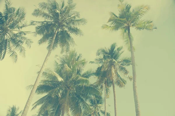Kokosové Palmy Modré Sky Vintage Tón — Stock fotografie