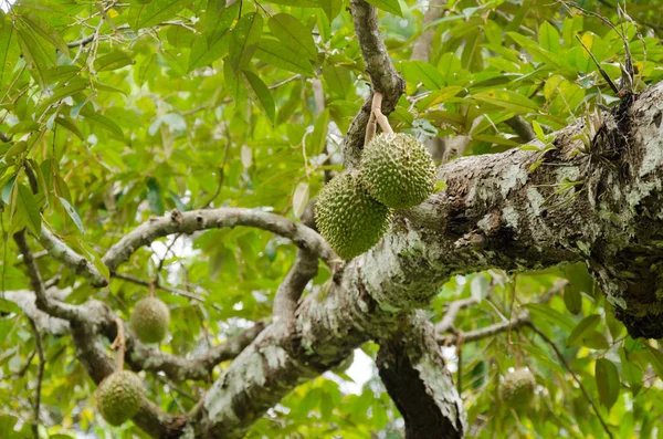 Durian Drzewa Ogrodzie — Zdjęcie stockowe