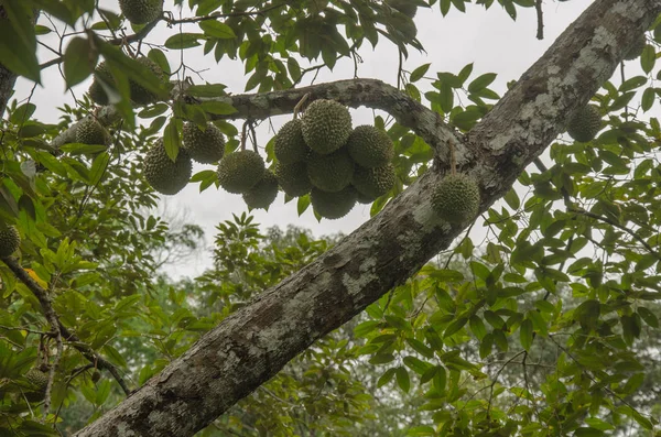 Durian Stromy Zahradě — Stock fotografie