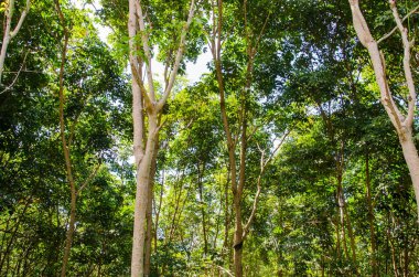 Tayland Ovucu Ağaç Bahçe. Kauçuk ürünler kauçuk yastık için işleme.