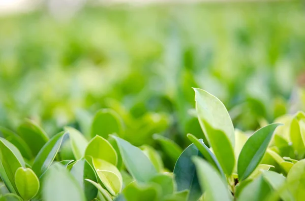 Přírodní zelený list — Stock fotografie