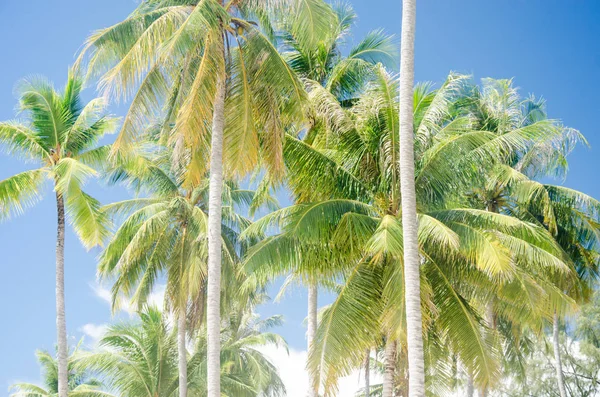 Palm ağaçlar mavi gökyüzü