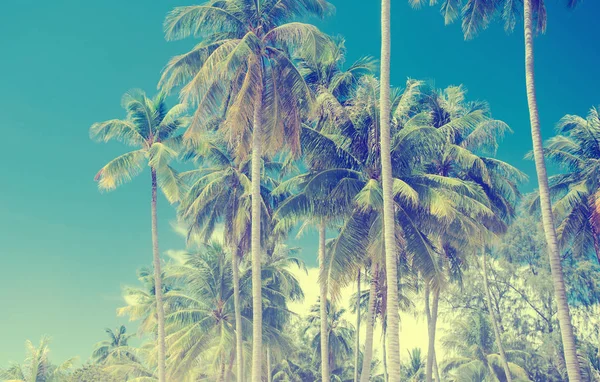 Palmeira vintage — Fotografia de Stock