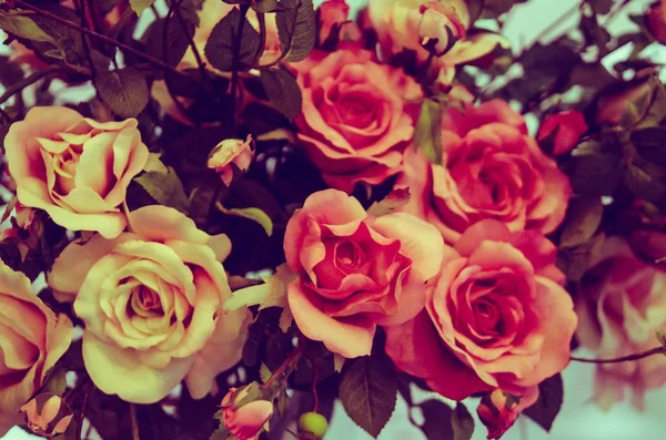 Vintage rose achtergrond — Stockfoto