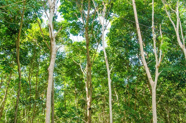 Borracha árvore jardim — Fotografia de Stock