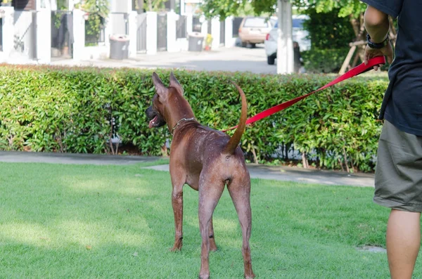 Thai Ridgeback Dog — Stockfoto