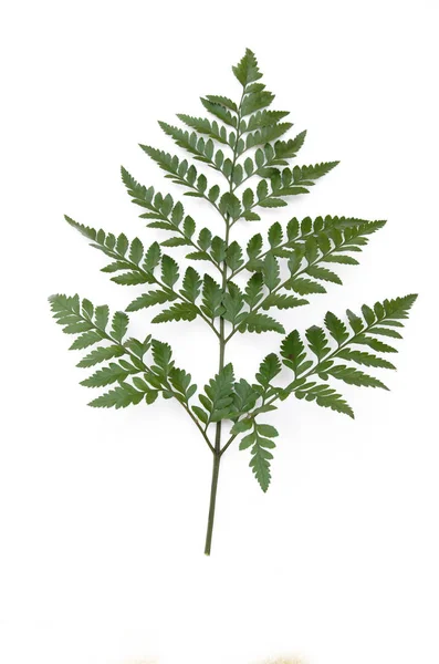 Fern leaf vit bakgrund — Stockfoto