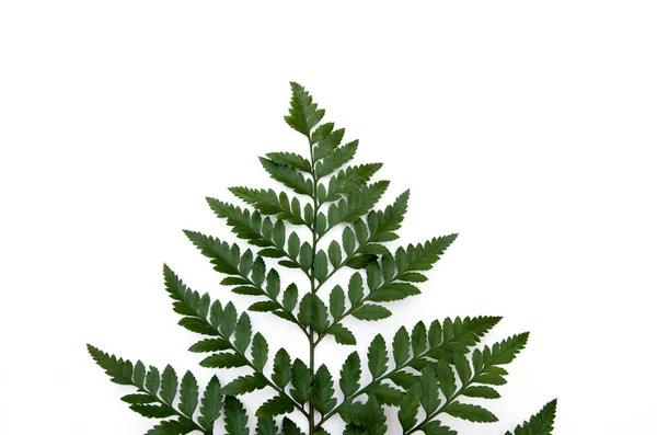 Fern leaf vit bakgrund — Stockfoto