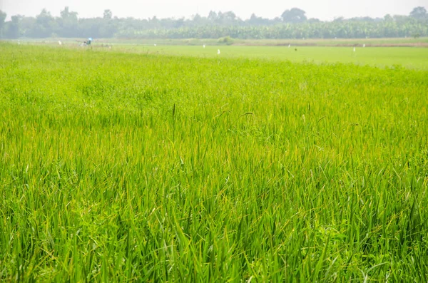 Svěží rýžových polí — Stock fotografie