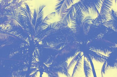 Hindistan cevizi palmiyeleri