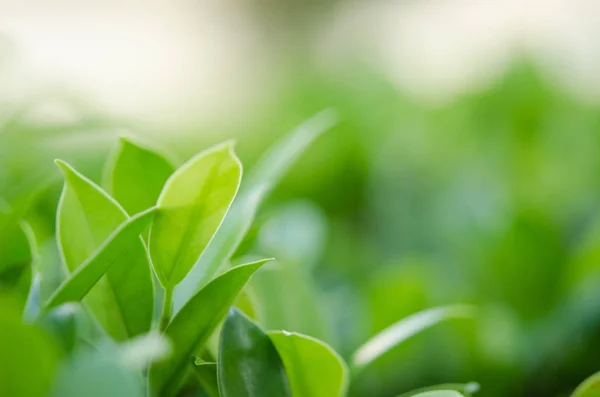 Naturaleza hoja verde — Foto de Stock