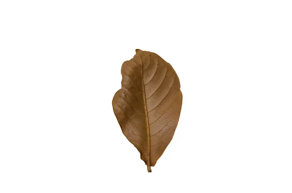 Suszone liście, białe tło — Zdjęcie stockowe