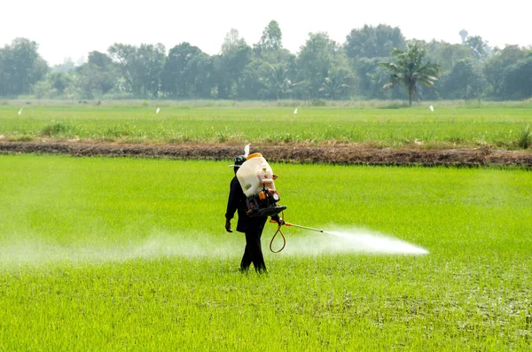 Boeren Injecteren Insecticiden Voorkomen Dat Insecten Rijstvelden — Stockfoto