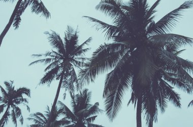 Hindistan cevizi ağaçları ile mavi gökyüzü arka plan tropikal beach.vintage sesi