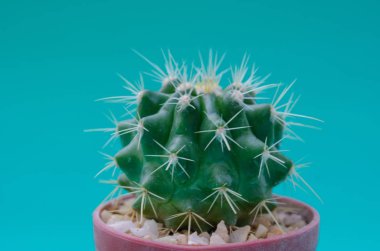 ahşap masa pot kaktüs. Sesi retro