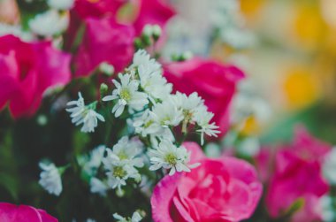 Vintage kırmızı güller