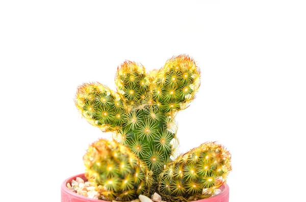 Cactus Isolé Sur Fond Blanc — Photo