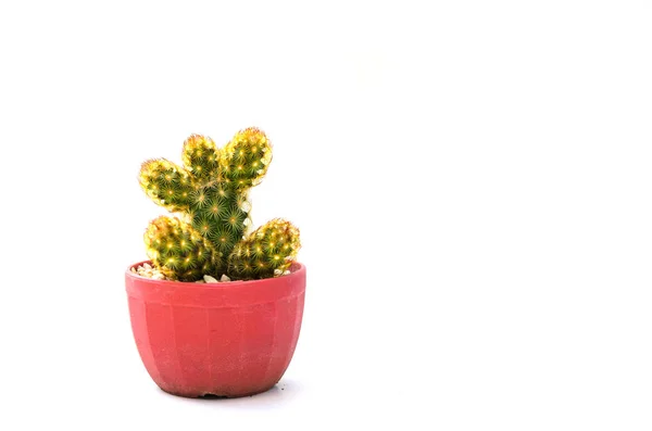 Kaktus Izolovaných Bílém Pozadí — Stock fotografie