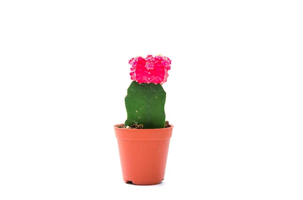 Cactus Isolerat Den Vita Bakgrunden — Stockfoto