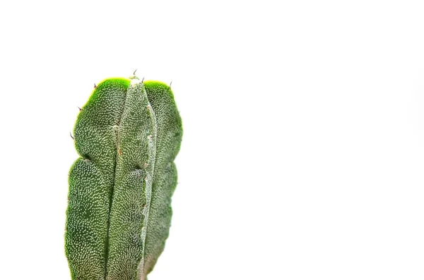 Kaktus Izolovaných Bílém Pozadí — Stock fotografie