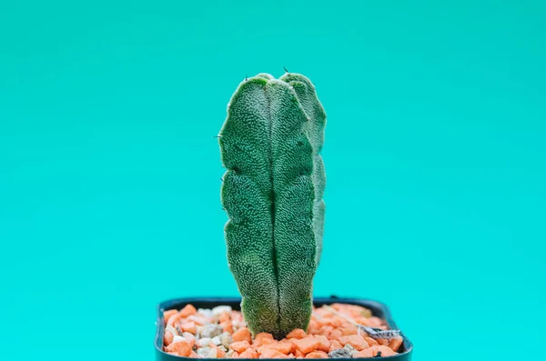 Kaktus v hrnci — Stock fotografie