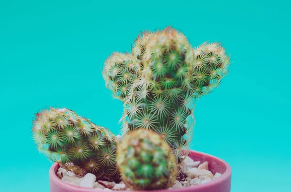 Cactus in de pot — Stockfoto