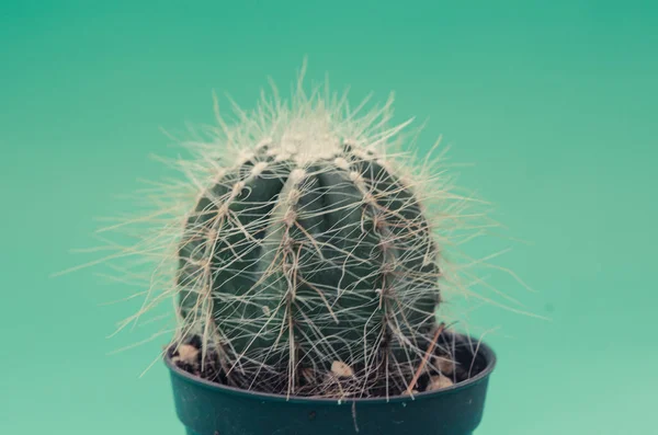 Cactus in de pot — Stockfoto