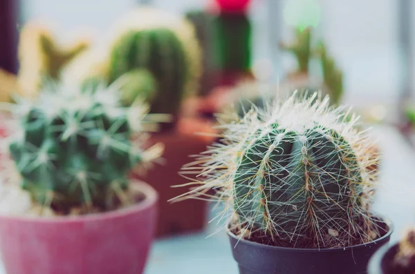 Cactus Potten Med Cactus Plats Bordet — Stockfoto