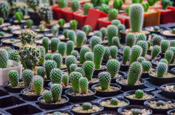 Kaktus blommor Vintage — Stockfoto