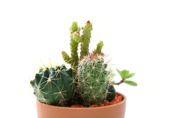 Cactus vintage white background — Stock Photo, Image