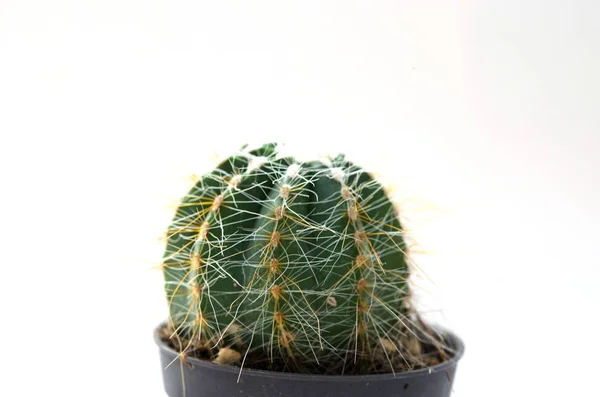 Cactus vintage fond blanc — Photo