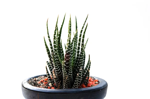 Cactus vintage vit bakgrund — Stockfoto