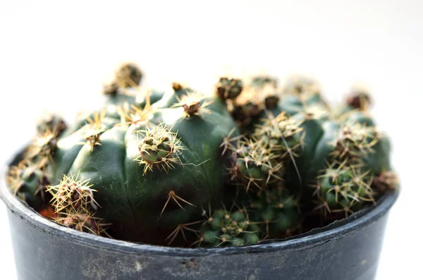 Cactus vintage witte achtergrond — Stockfoto