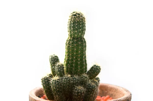 Cactus vintage white background — Stock Photo, Image