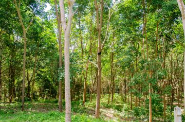 Ovucu Ağaç Bahçe고무 나무 정원