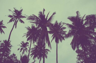 Hindistan cevizi palmiyeleri