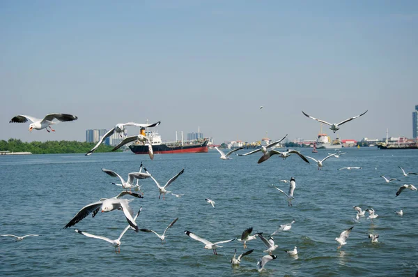 Gabbiano Che Vola Fiume — Foto Stock